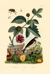 Papiermaulbeerbaum